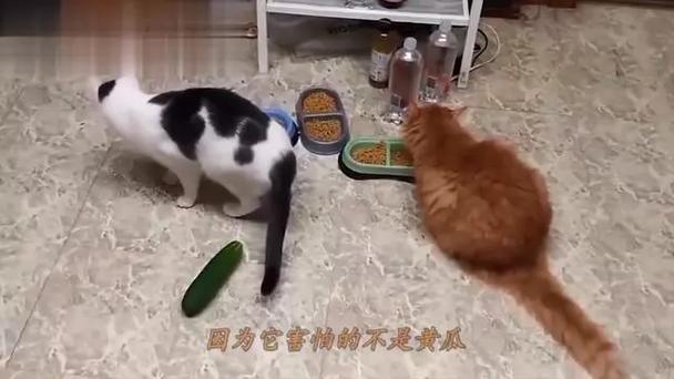 猫咪与黄瓜的不解之缘