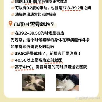 猫咪发烧的紧急应对指南