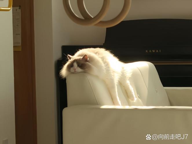 猫咪的舒适温控，探索它们的理想生活温度范围