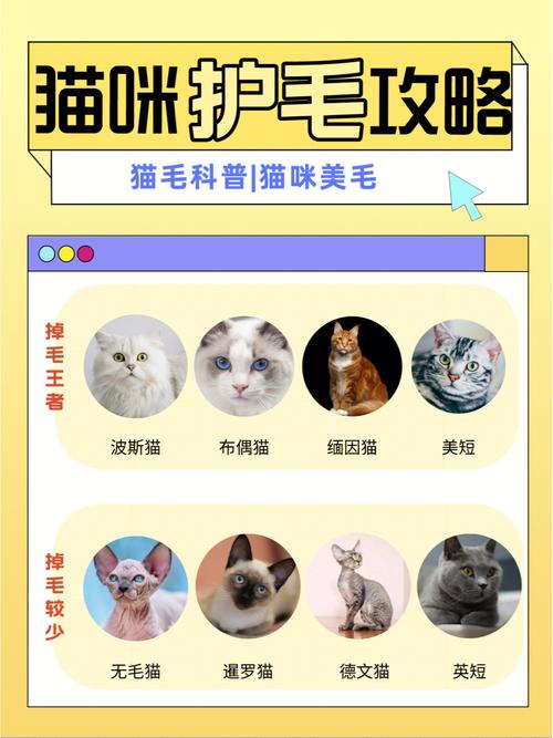 猫咪去爪的危害，如何保护毛孩子免受伤害