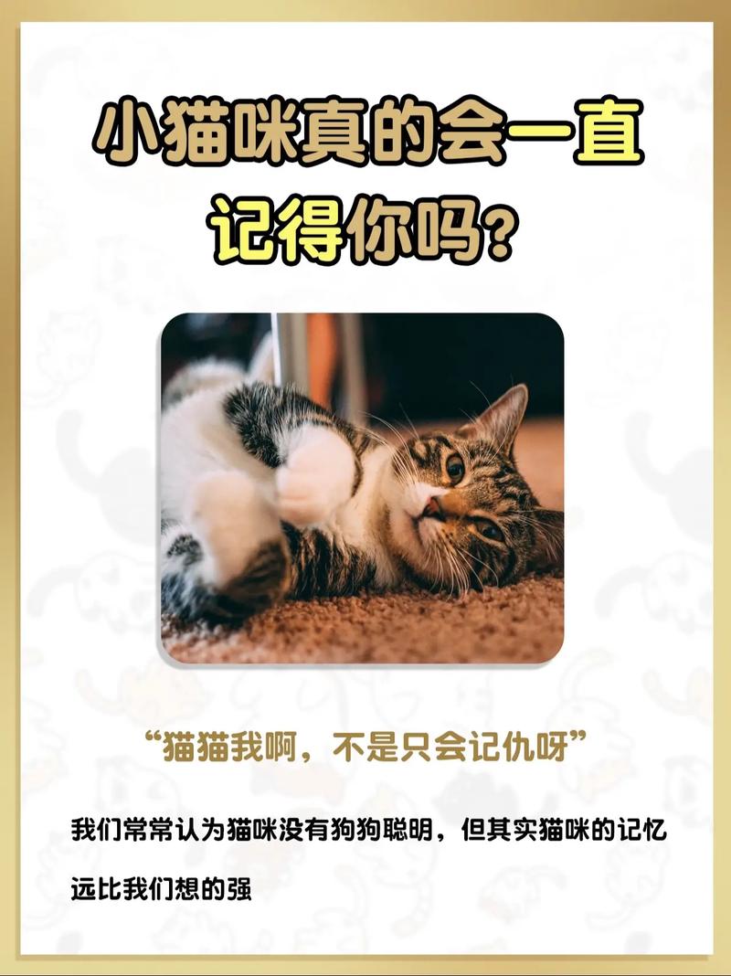 猫咪会回应吗？