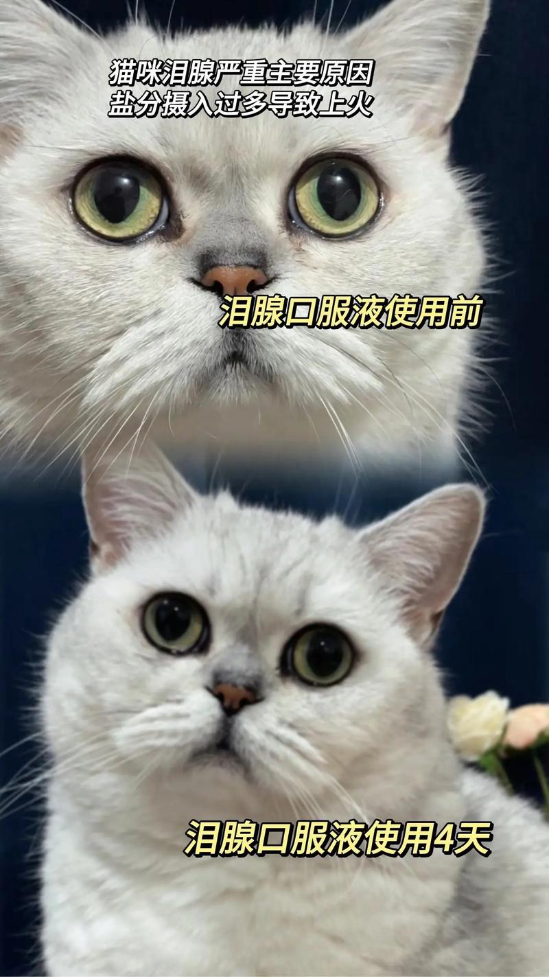 妙招让猫咪泪腺干涸？揭秘猫咪泪腺抑制方法