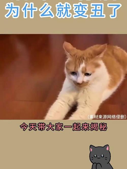 揭秘猫咪毛团结块背后的秘密