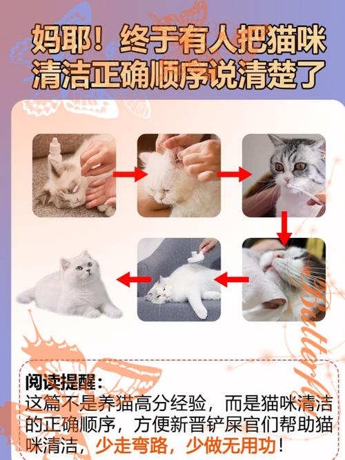 猫咪排泄后的清洁小技巧