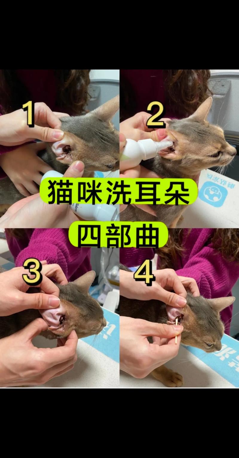 轻松掌握猫咪耳朵清洁护理小技巧