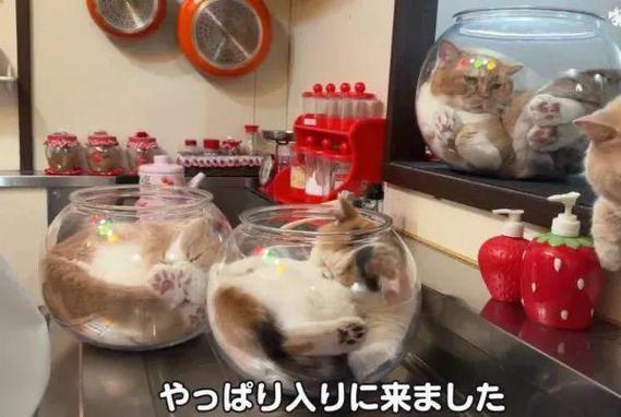 揭秘猫咪为何会频繁分泌粘液