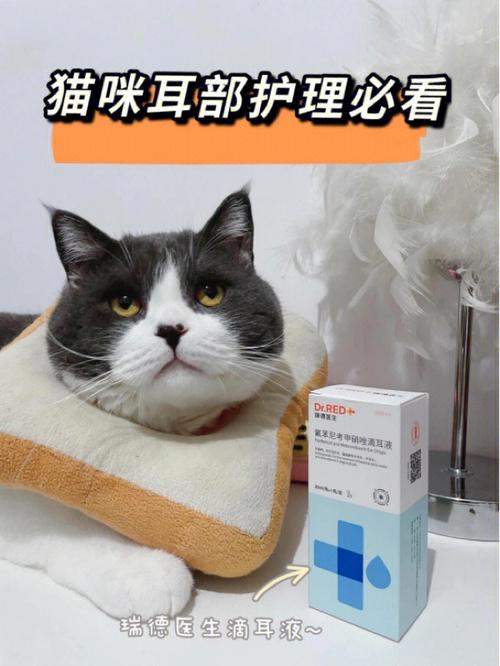 猫咪怀孕期间耳朵护理的重要性