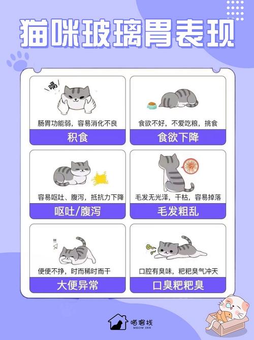 猫咪也会吃出病，警惕猫咪的积食问题