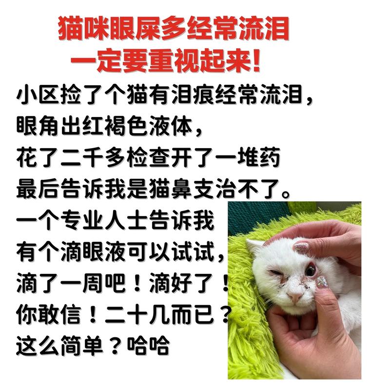 温柔的眼泪与顽固的污垢，猫咪泪痕和眼屎问题解析