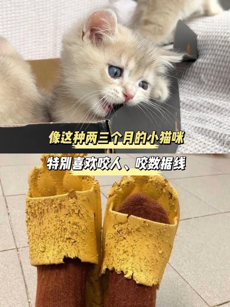 猫咪的爱与咬，一场教育之旅