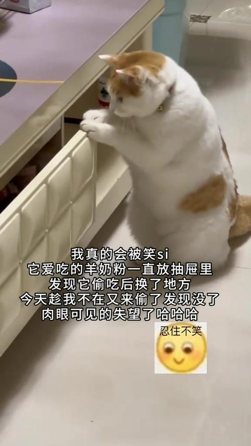 萌翻天！揭秘猫咪何时能真正懂事