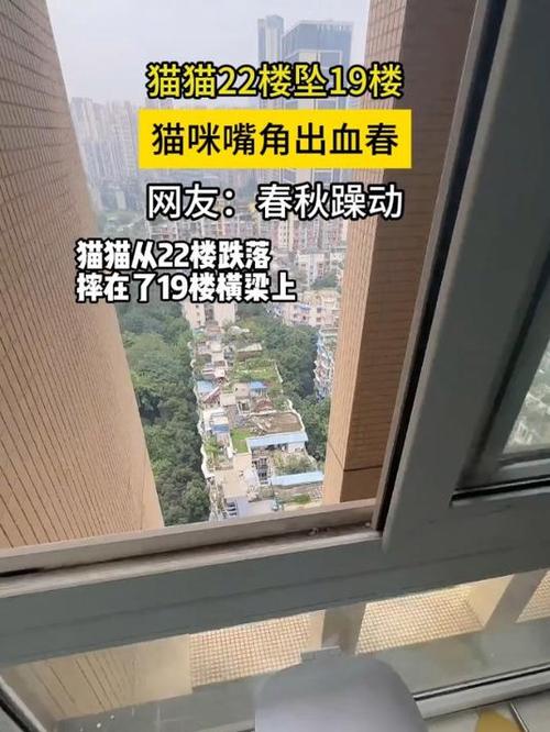 猫咪9楼坠楼事件，悲剧背后的深层次问题