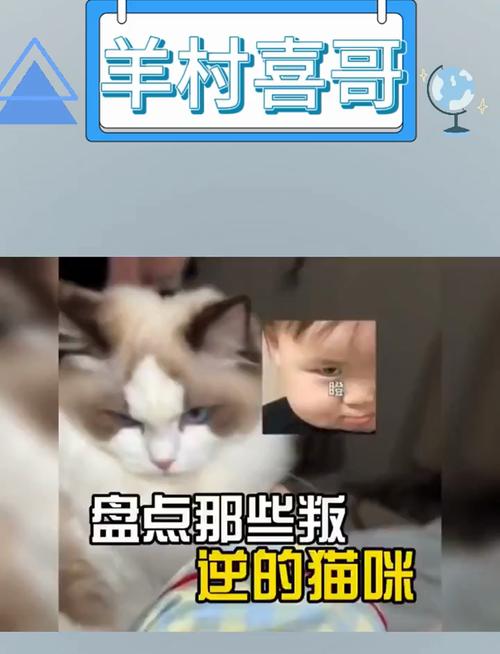 寻找家的温暖，合肥寄养猫咪的温馨故事