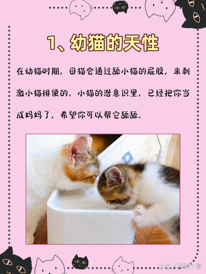 猫咪的神秘癖好，为什么它们总喜欢弄自己的屁股？