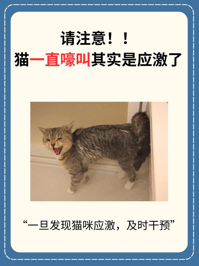 猫咪间歇性嚎叫的背后