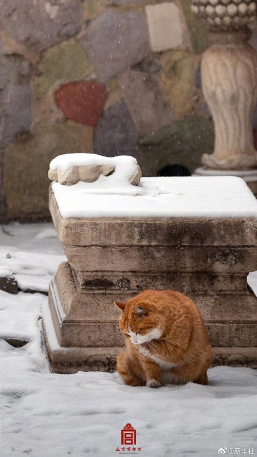 猫咪在雪中嬉戏，一场冬日的温馨邂逅