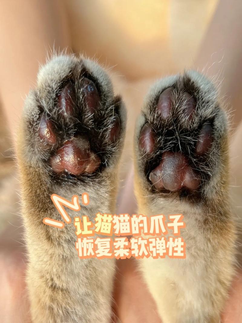 猫咪脚垫，保护与美观并存的宠物护理小物