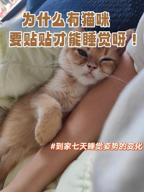 猫咪睡觉时双腿频繁抽动的原因与解读