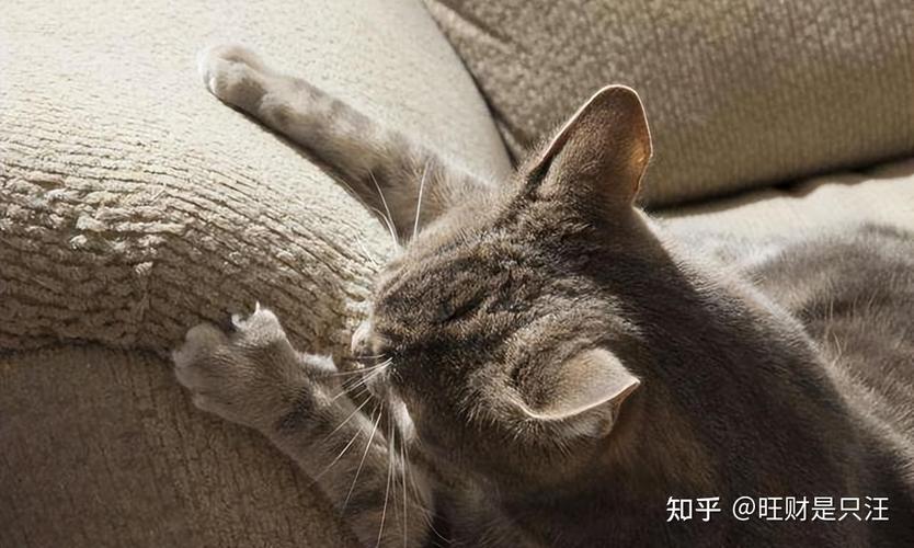 猫咪的温柔与锋芒——探索猫咪爪子划人的原因及预防