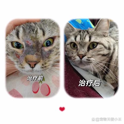 猫咪皮肤红肿脱毛，了解症状、原因及预防