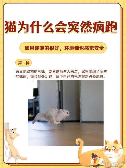 猫咪为何会突然四处乱跑？揭秘背后的原因