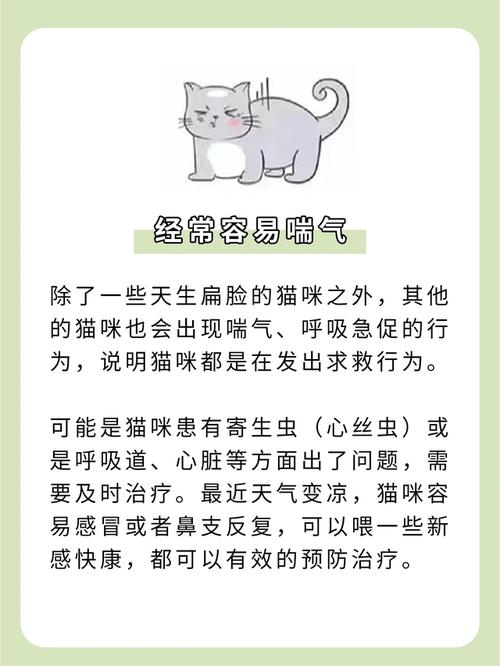 猫咪夏季易患病