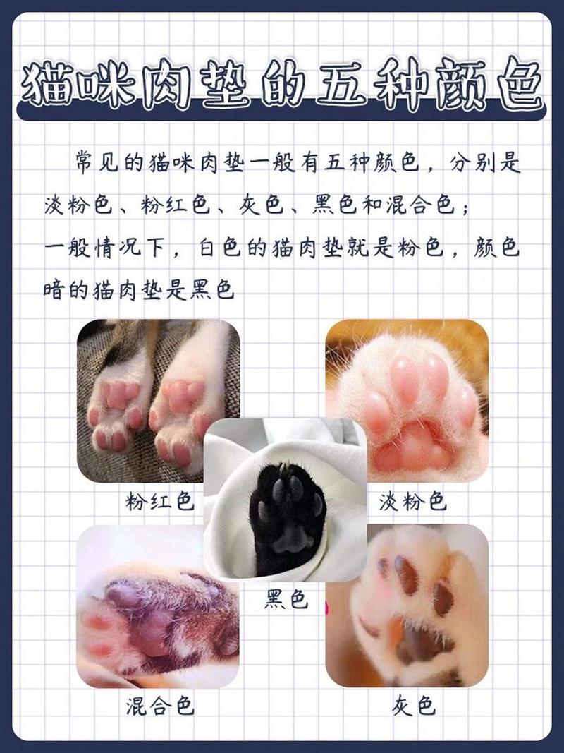 揭秘猫咪神奇的爪子伸缩机制