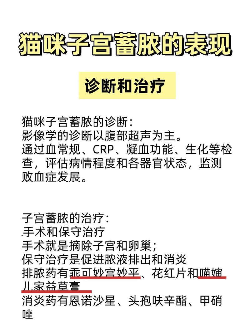 猫咪的子宫为何会脱出？了解猫妈妈的健康危机