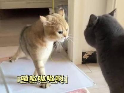 猫咪为何闻到狐臭就晕倒？