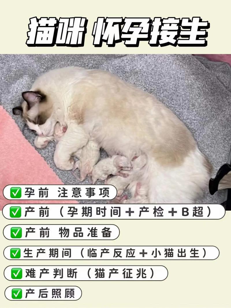 猫咪怀孕，为何母猫孕育新生如此珍贵？