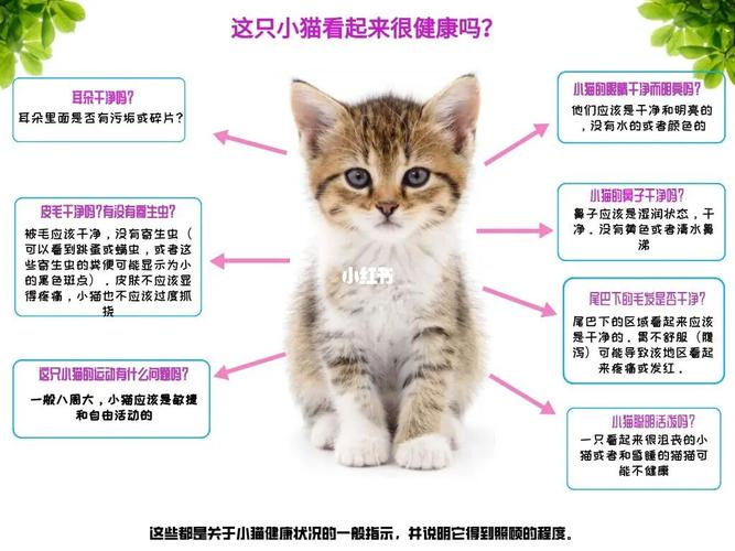 如何挑选一只健康活泼的猫咪