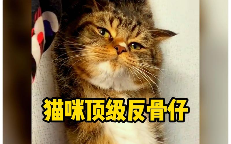 猫咪拉屎打哆嗦，揭秘宠物小秘密