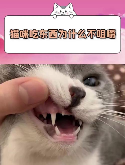 猫咪想吃却不吃