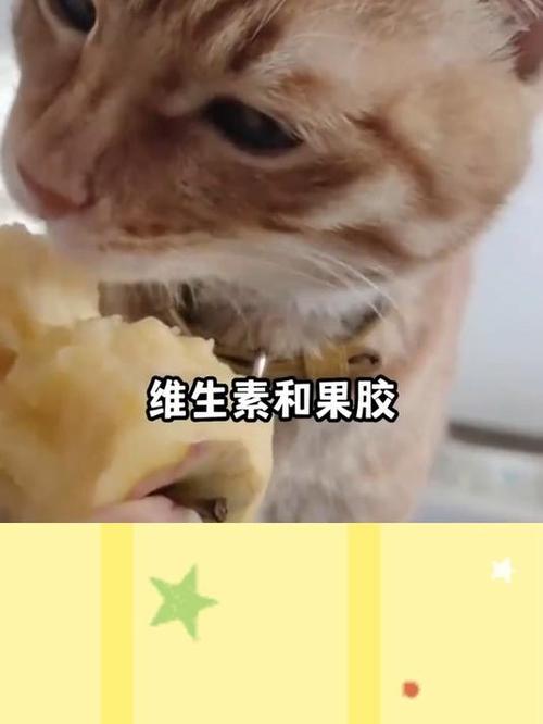 猫咪，天生的食物大师，无需人类喂食