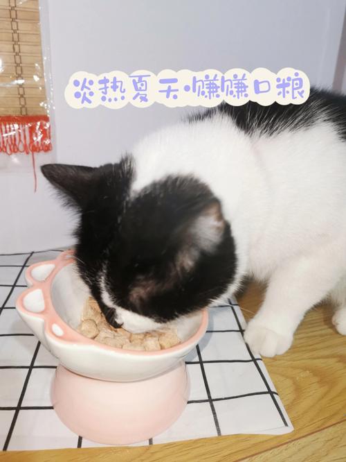 猫咪天热胃口凉怎么办？