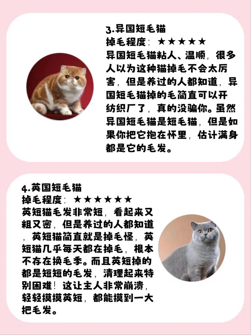 猫咪鼻头脱毛干燥现象解析及护理小贴士