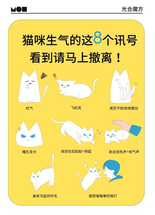 猫咪生气得病，如何识别与预防宠物情绪问题