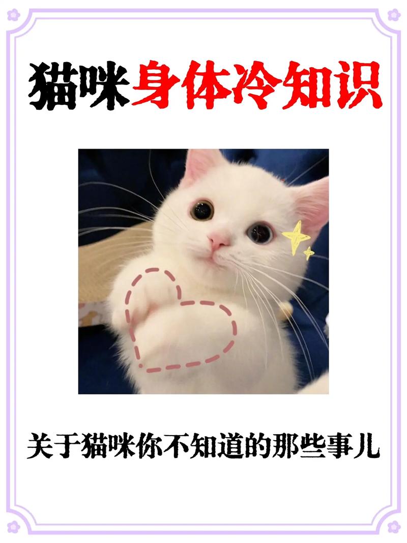 猫咪咬脚的那些事儿，理解与对策