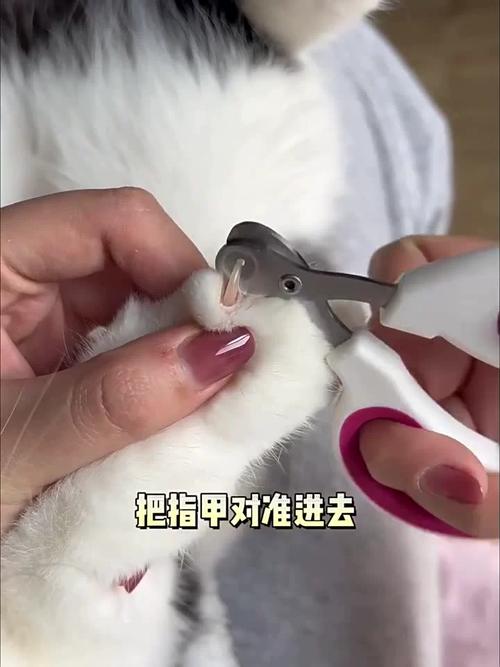 猫咪指甲剪，简单几步教你轻松护理你的毛孩子