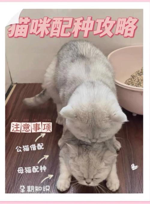 揭秘猫咪最佳配种时间，繁育计划的黄金法则