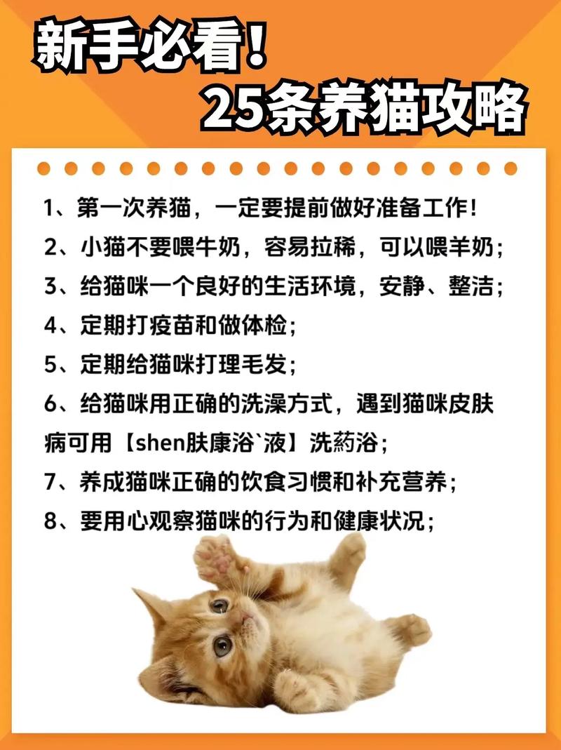 猫咪养护全攻略，轻松成为宠物猫生活的专家