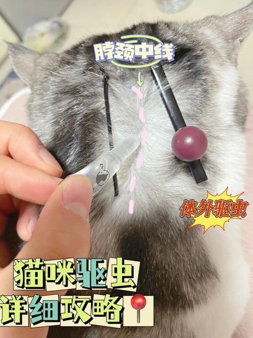 猫咪驱虫，守护毛孩子健康，享受无忧生活