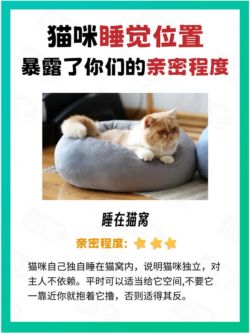 猫咪最佳社交期，如何培养与小猫的亲密关系