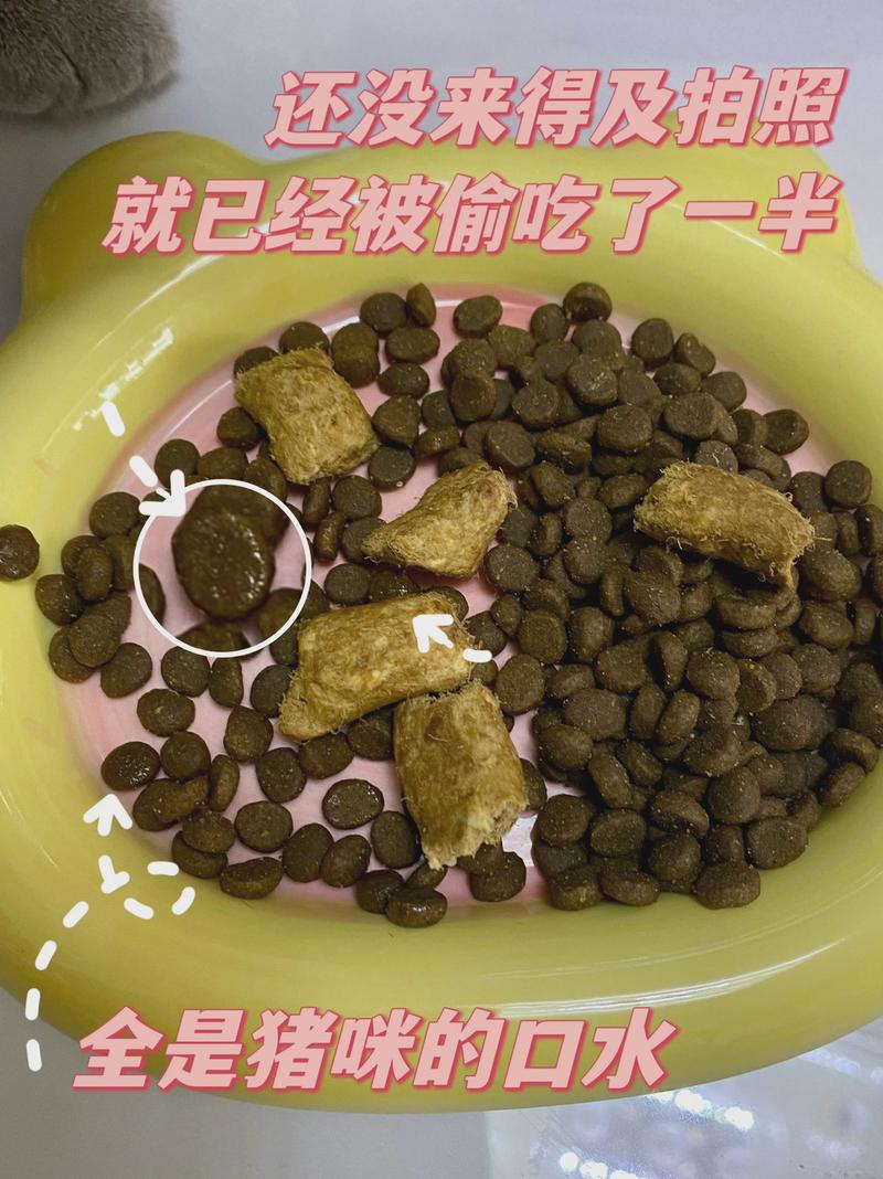 猫咪为何吃饭时会痛？探寻背后隐藏的健康秘密