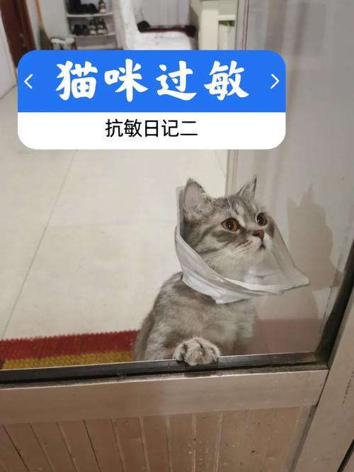 揭秘猫咪防过敏新方案——安全有效的猫咪防过敏针