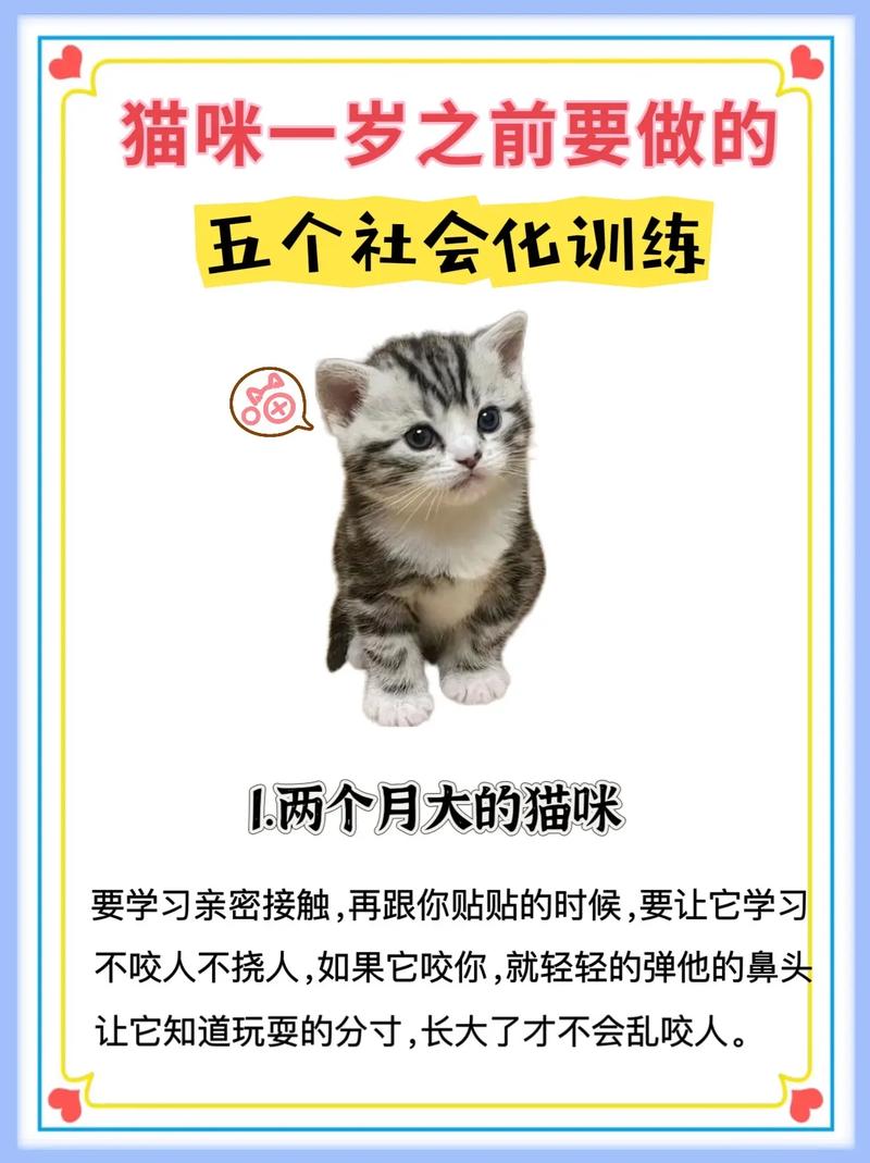 如何训练猫咪，让你的宠物成为家庭小明星