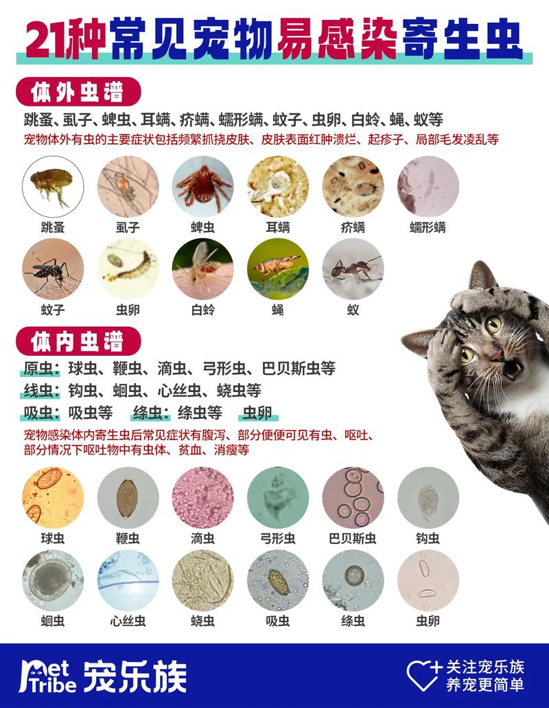 揭秘猫咪白球虫，了解宠物健康的小秘密