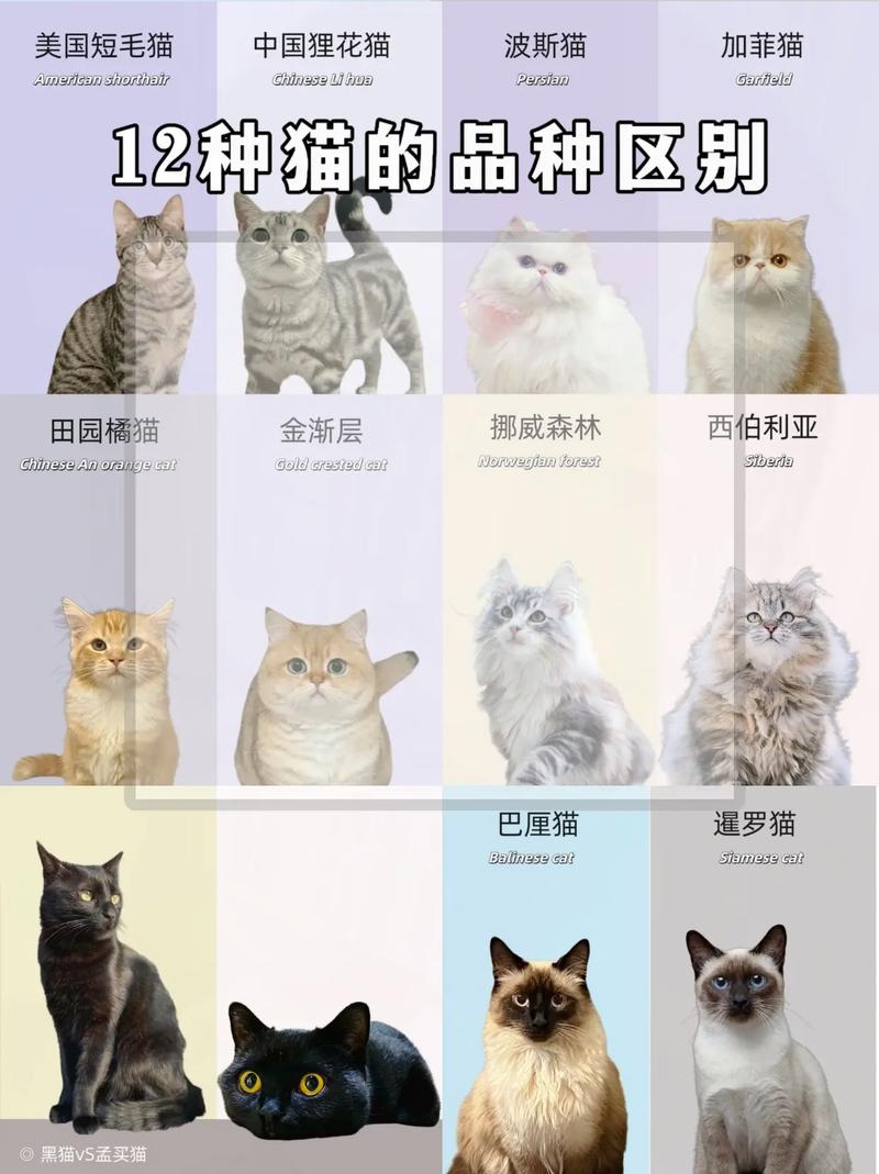 揭秘，猫咪究竟有多少种？