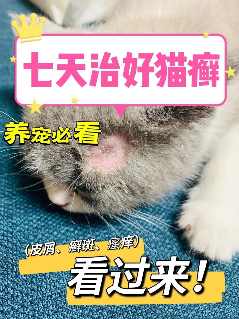 猫咪皮肤感染，如何及时识别与治疗