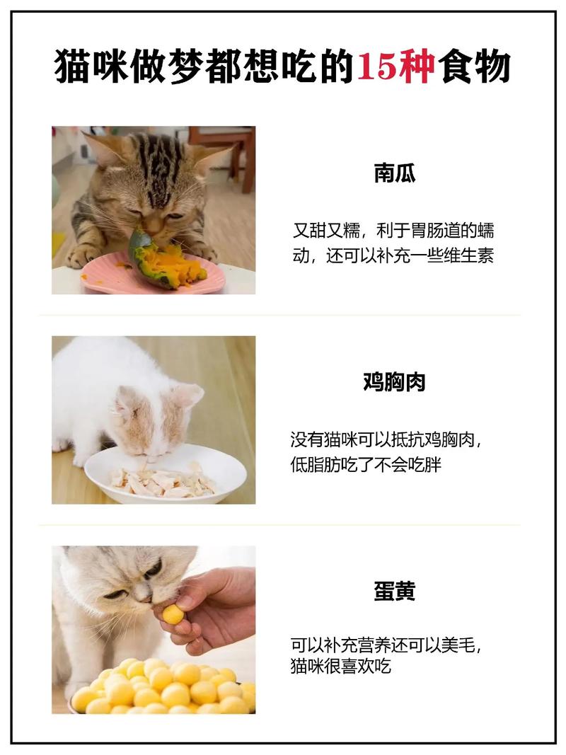 猫咪的美食世界，探索猫咪的饮食偏好与营养需求